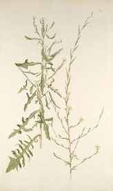 精美绘画草本植物图谱