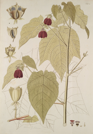 精美绘画草本植物图谱