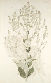 精美绘画草本植物图谱