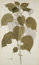 精美绘画草本植物图谱