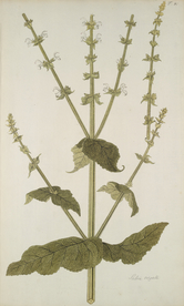 精美绘画草本植物图谱