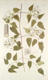 精美绘画草本植物图谱