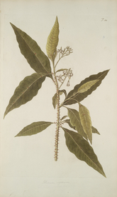 精美绘画草本植物图谱