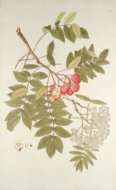 精美绘画草本植物图谱