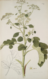 精美绘画草本植物图谱