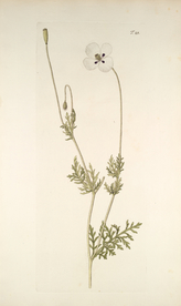 精美绘画草本植物图谱