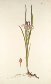 精美绘画草本植物图谱