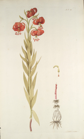 精美绘画草本植物图谱