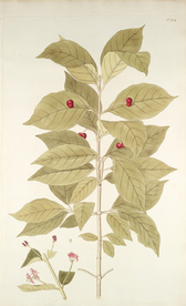 精美绘画草本植物图谱