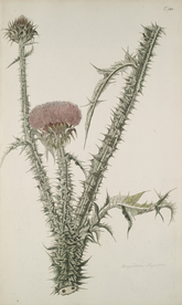 精美绘画草本植物图谱