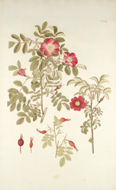 精美绘画草本植物图谱