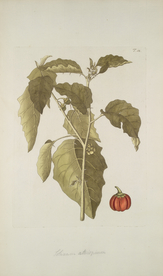 精美绘画草本植物图谱