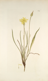 精美绘画草本植物图谱