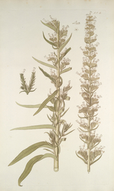 精美绘画草本植物图谱