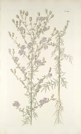 精美绘画草本植物图谱