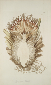 精美绘画草本植物图谱