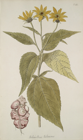 精美绘画草本植物图谱