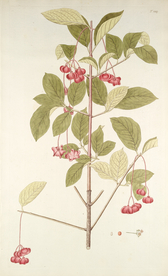 精美绘画草本植物图谱