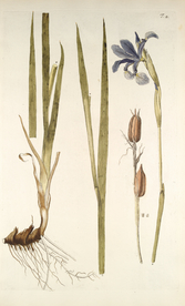 精美绘画草本植物图谱