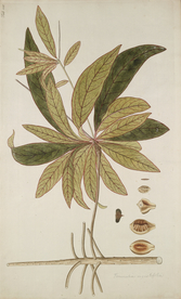 精美绘画草本植物图谱