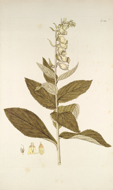 精美绘画草本植物图谱