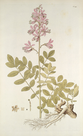 精美绘画草本植物图谱