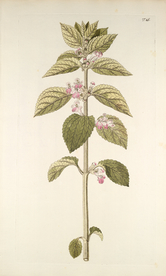 精美绘画草本植物图谱