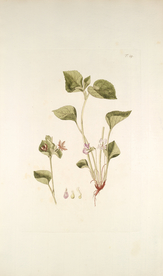 精美绘画草本植物图谱