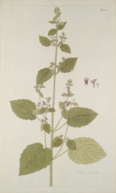 精美绘画草本植物图谱