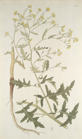 精美绘画草本植物图谱