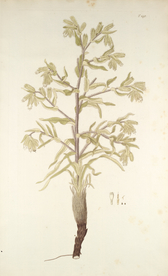 精美绘画草本植物图谱