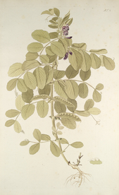 精美绘画草本植物图谱