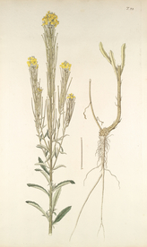 精美绘画草本植物图谱