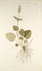 精美绘画草本植物图谱