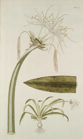 精美绘画草本植物图谱