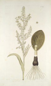 精美绘画草本植物图谱