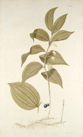 精美绘画草本植物图谱