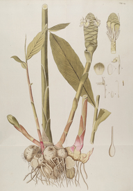 精美绘画草本植物图谱