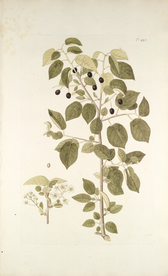 精美绘画草本植物图谱