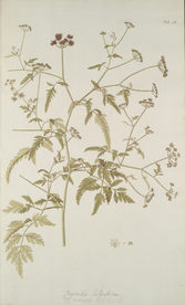 精美绘画草本植物图谱