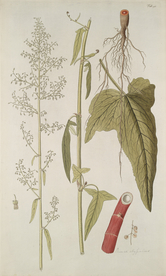 精美绘画草本植物图谱