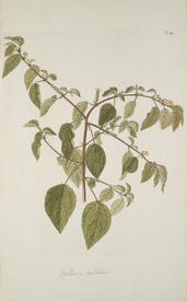 精美绘画草本植物图谱