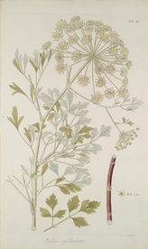 精美绘画草本植物图谱