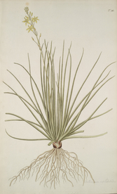 精美绘画草本植物图谱