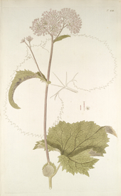 精美绘画草本植物图谱