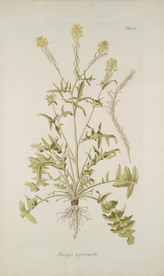 精美绘画草本植物图谱