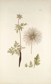 精美绘画草本植物图谱