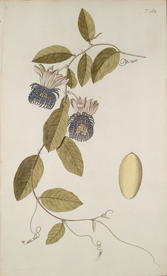 精美绘画草本植物图谱