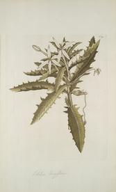 精美绘画草本植物图谱