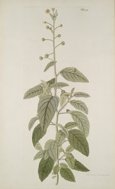 精美绘画草本植物图谱